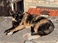 Dubrovnik cat